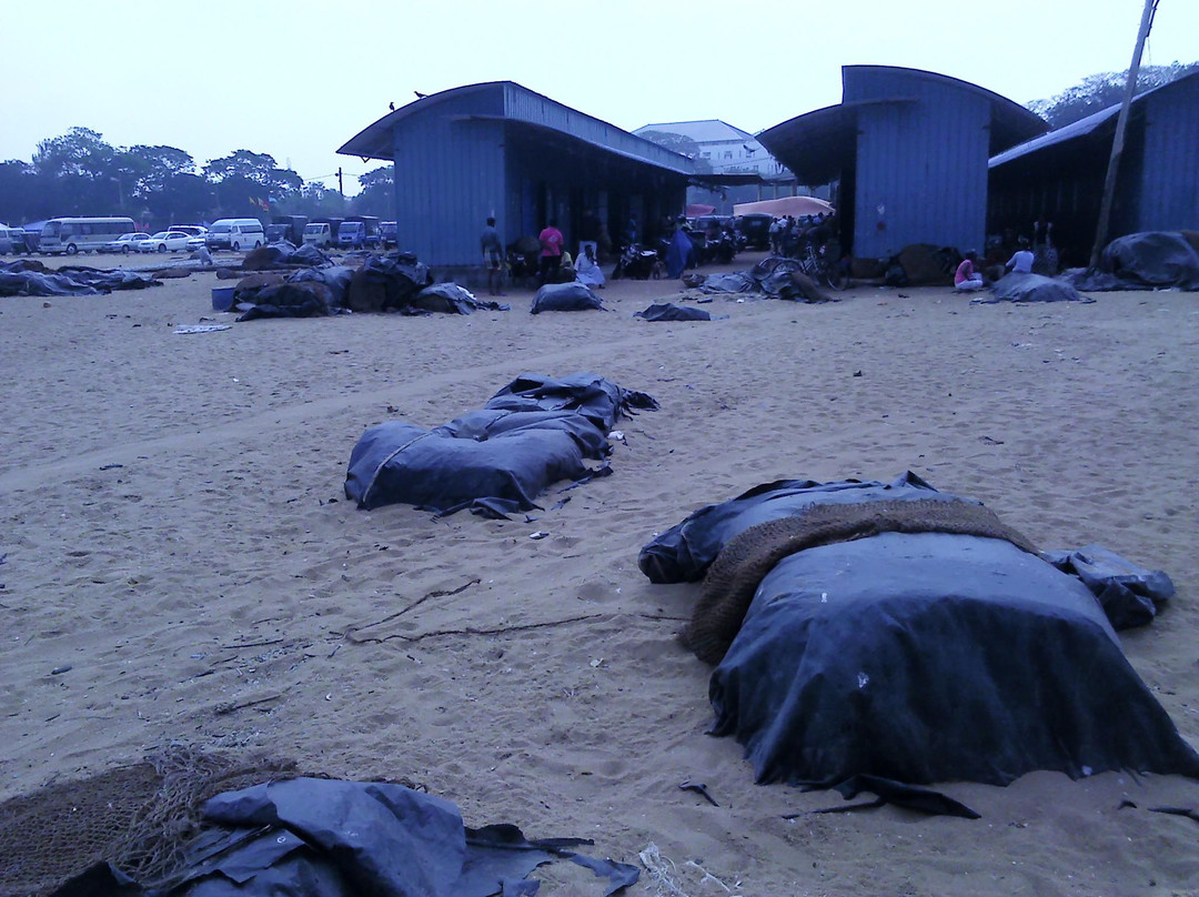 Negombo Fish Market-尼甘布必去景点