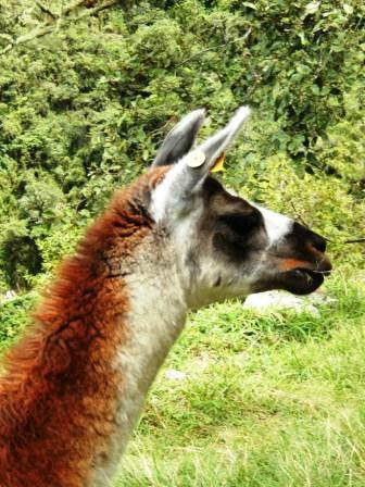 Kondor Path Tours-库斯科必去景点