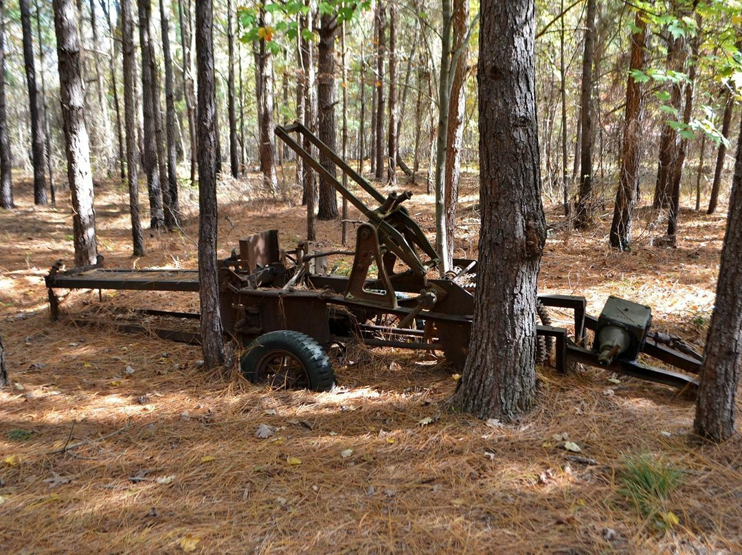 Clemmons Educational State Forest景点图片