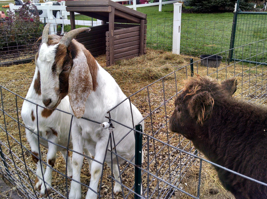 Schopf's Hilltop Dairy-斯特金贝必去景点