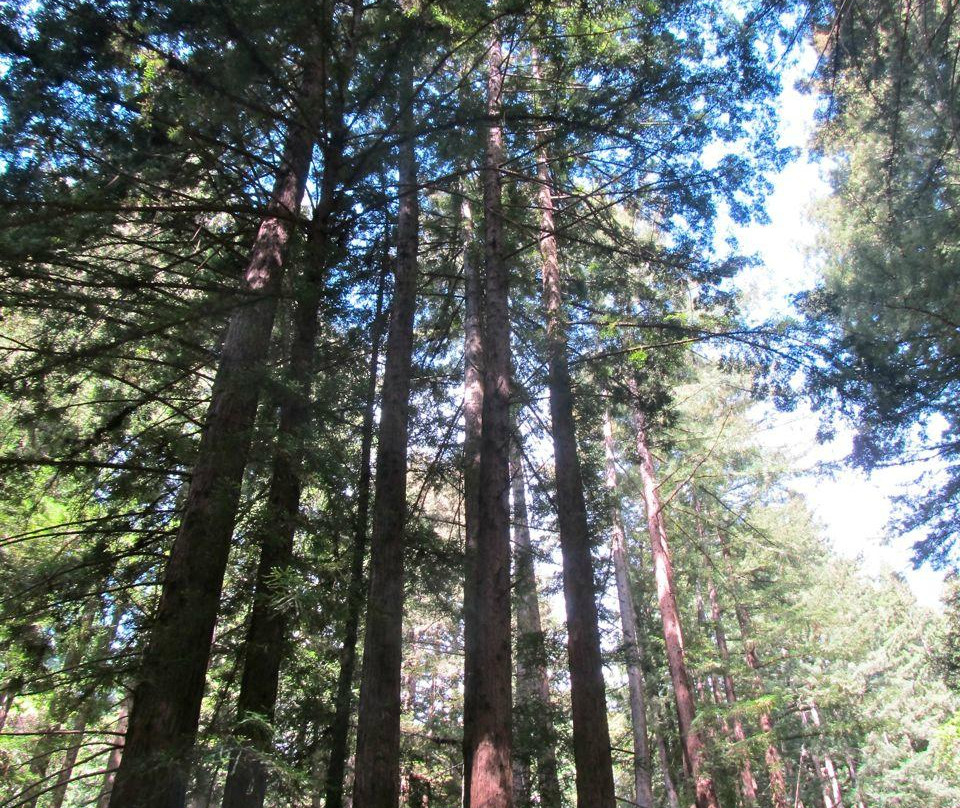 Wunderlich County Park-Woodside必去景点