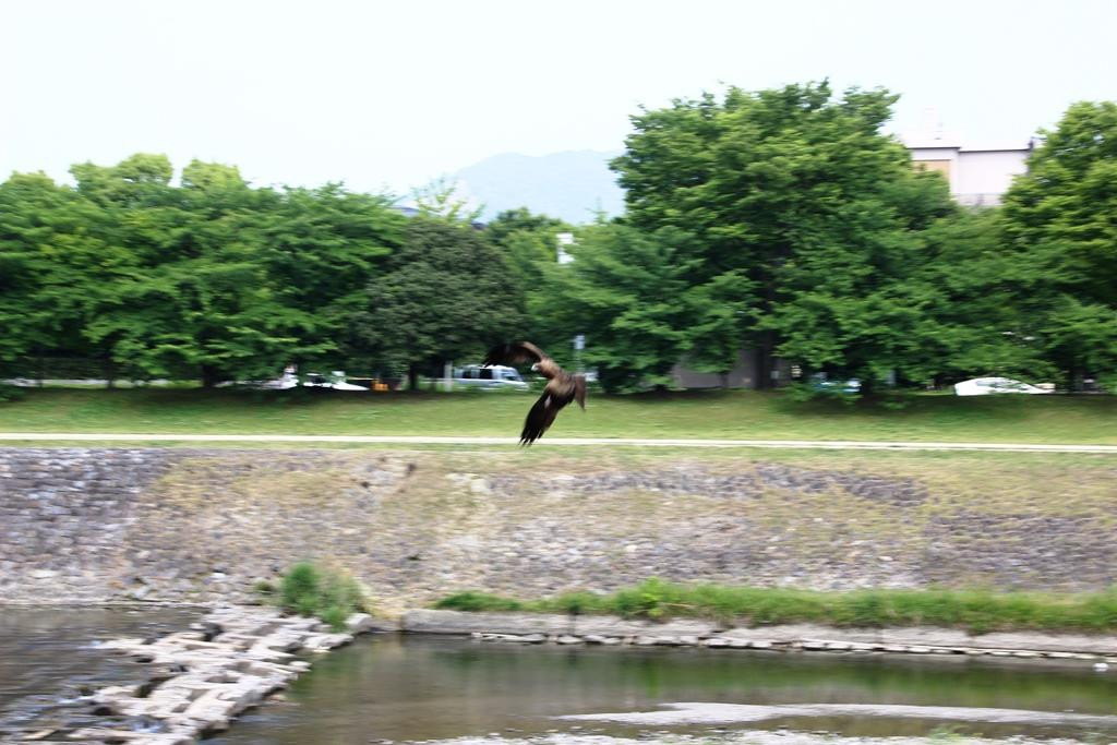 鸭川-京都市必去景点