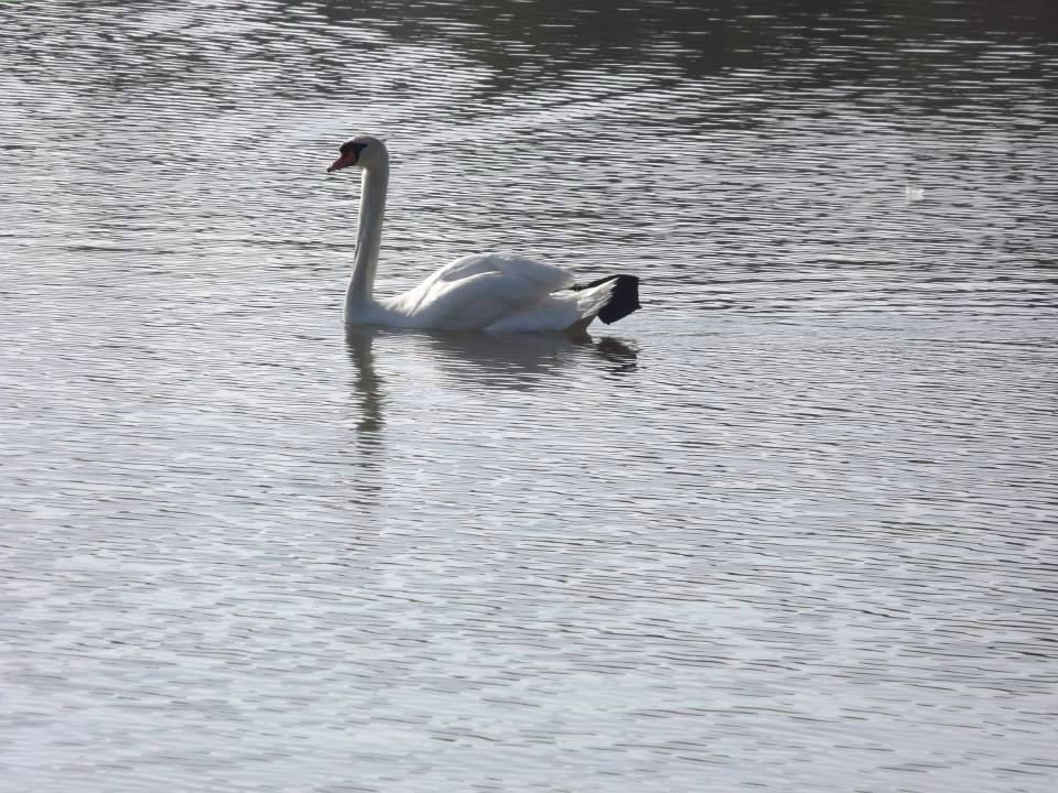 Lake Morton-莱克兰必去景点