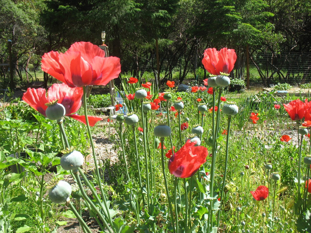 Redwoods and Rivers-Big Bar必去景点