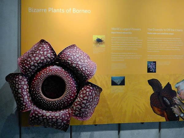 加州科学馆-旧金山必去景点