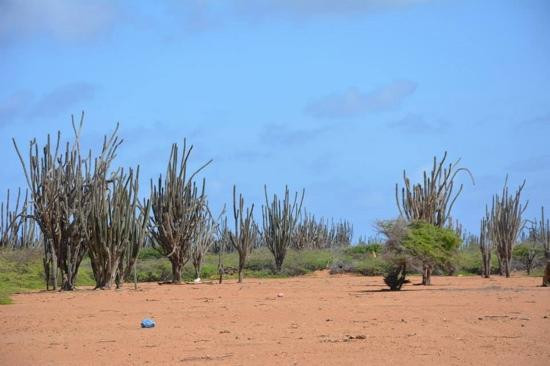 Bonairean Golf Club Piedra So-Kralendijk必去景点