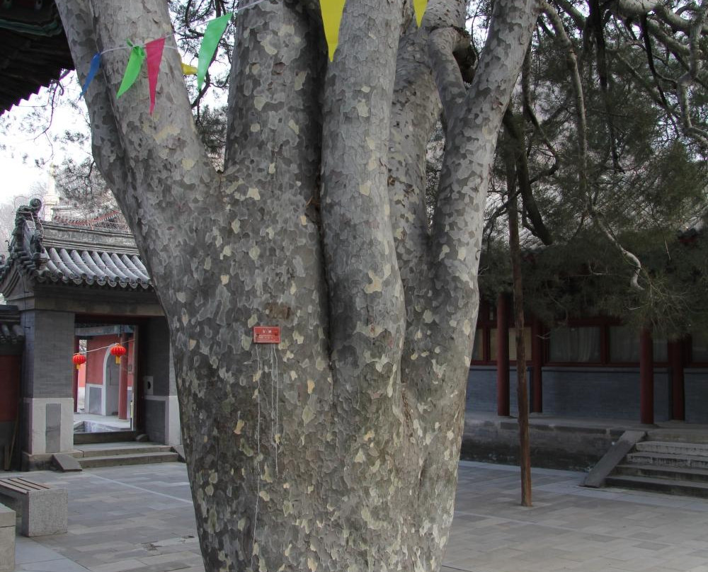 戒台寺古松-北京市必去景点