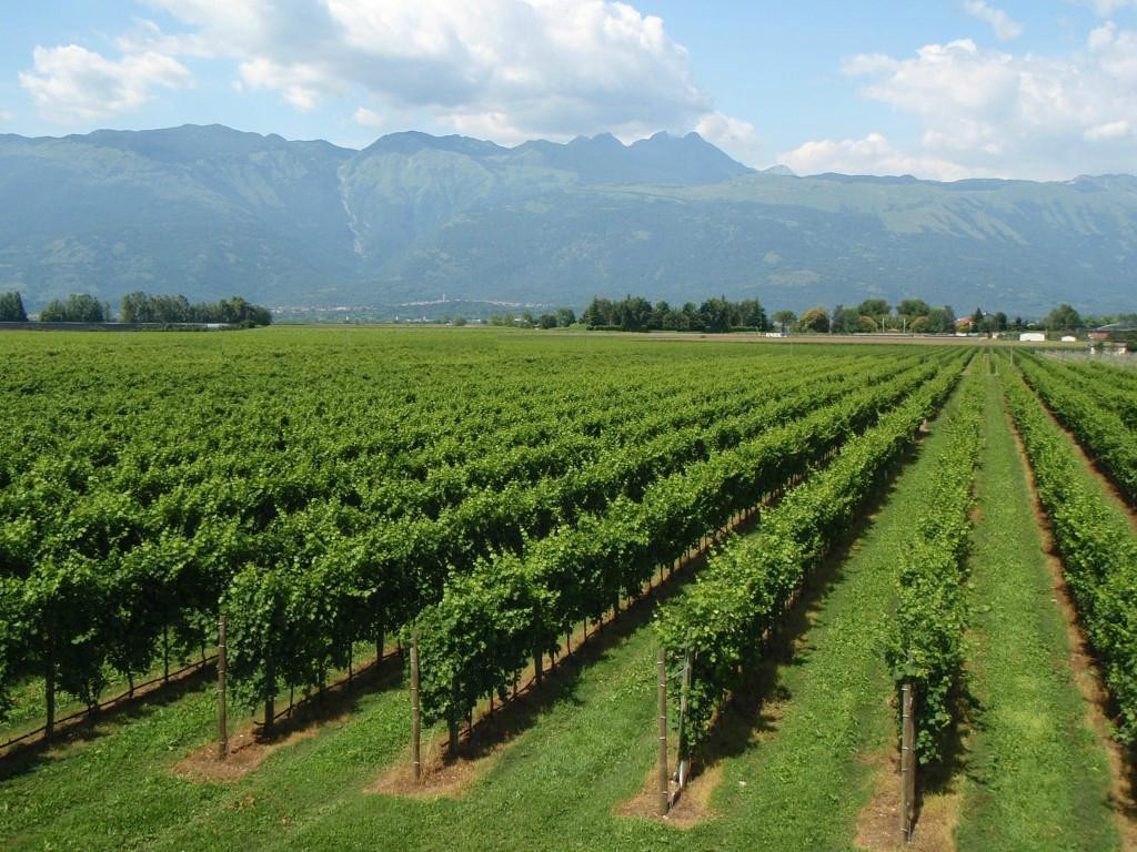 Bessich Wines景点图片