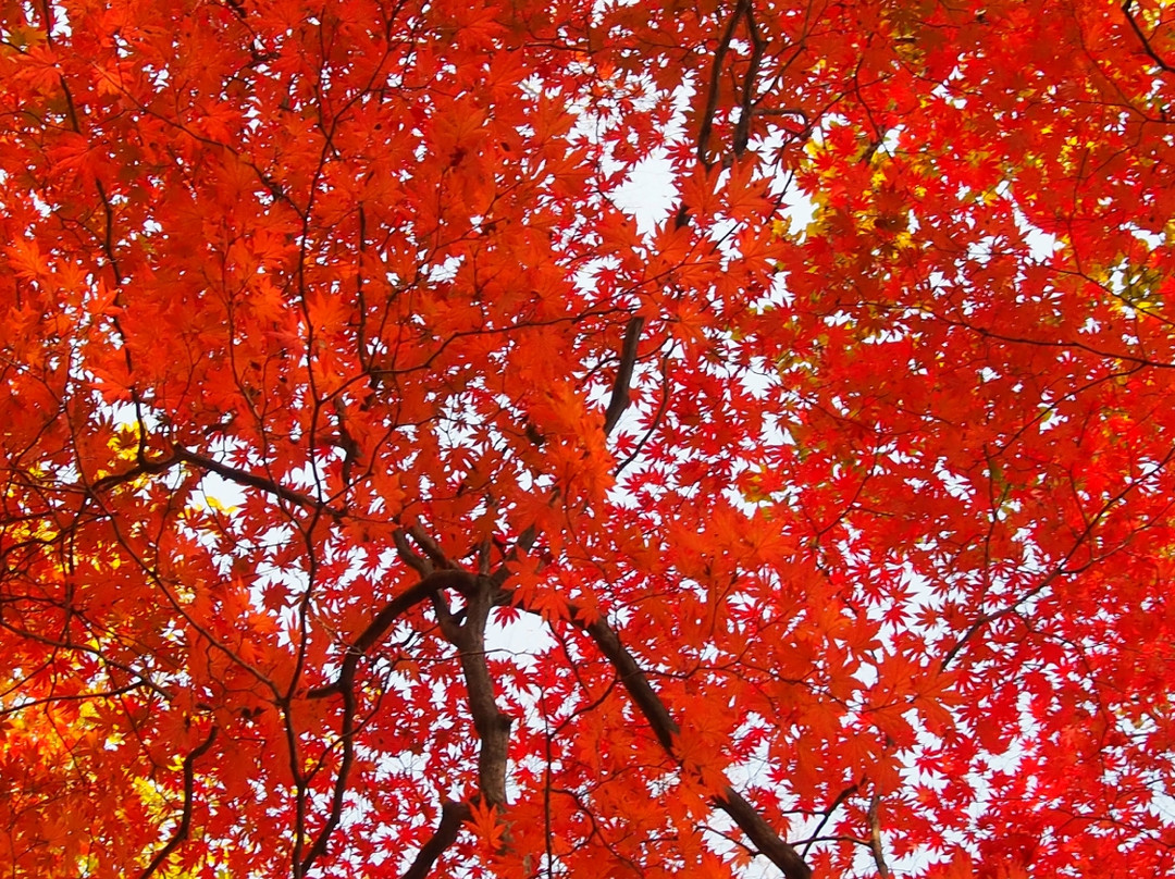 本溪老秃顶自然保护区-本溪市必去景点