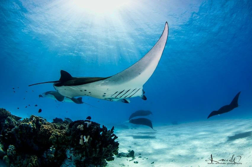 Cocos Dive Day Trips-科科斯（基林）群岛必去景点