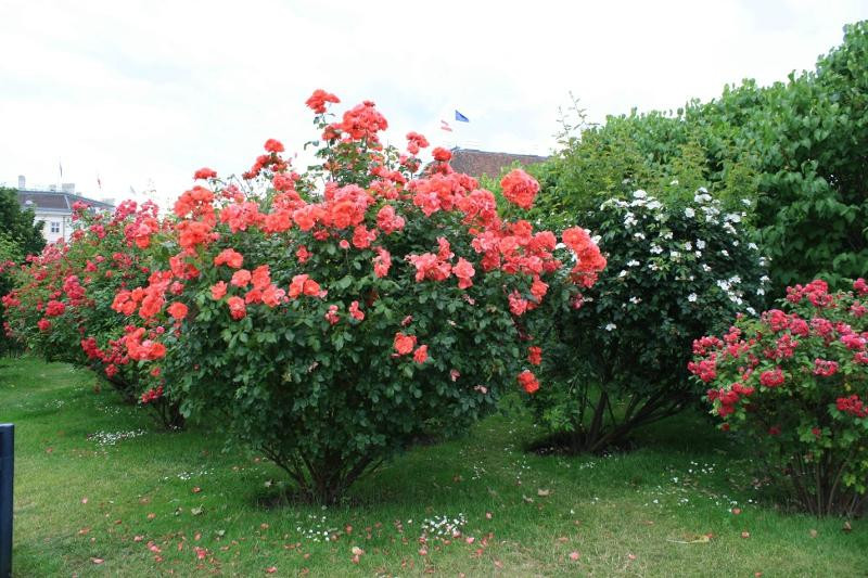 Volksgarten-维也纳必去景点