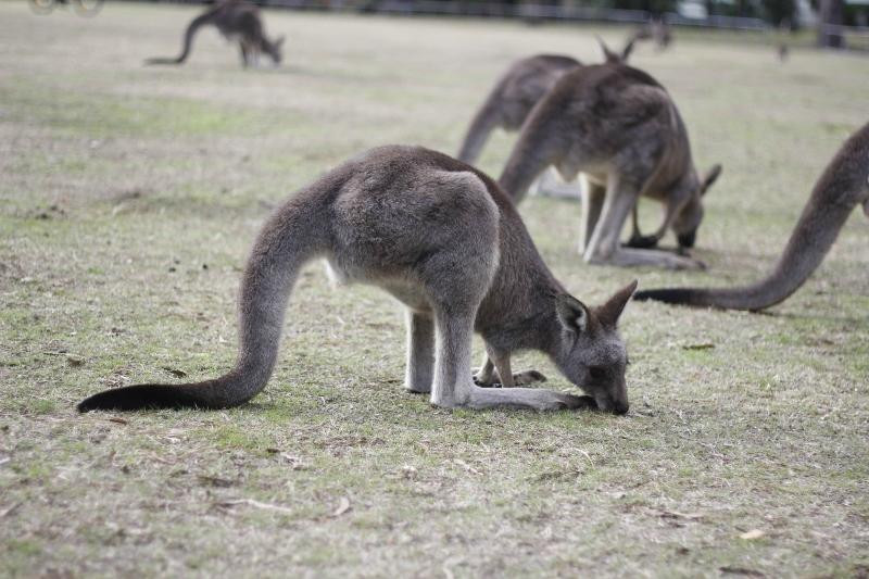 Melbourne Australia Tours-墨尔本必去景点