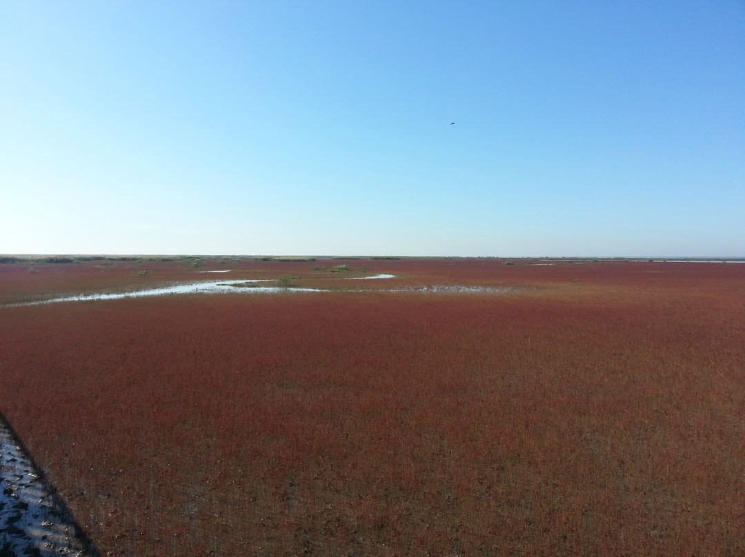 红海滩风景区-大洼县必去景点