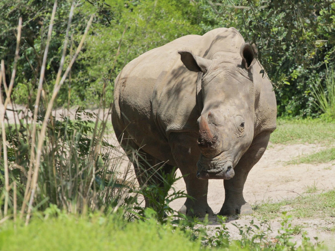 非洲野外探险-奥兰多必去景点