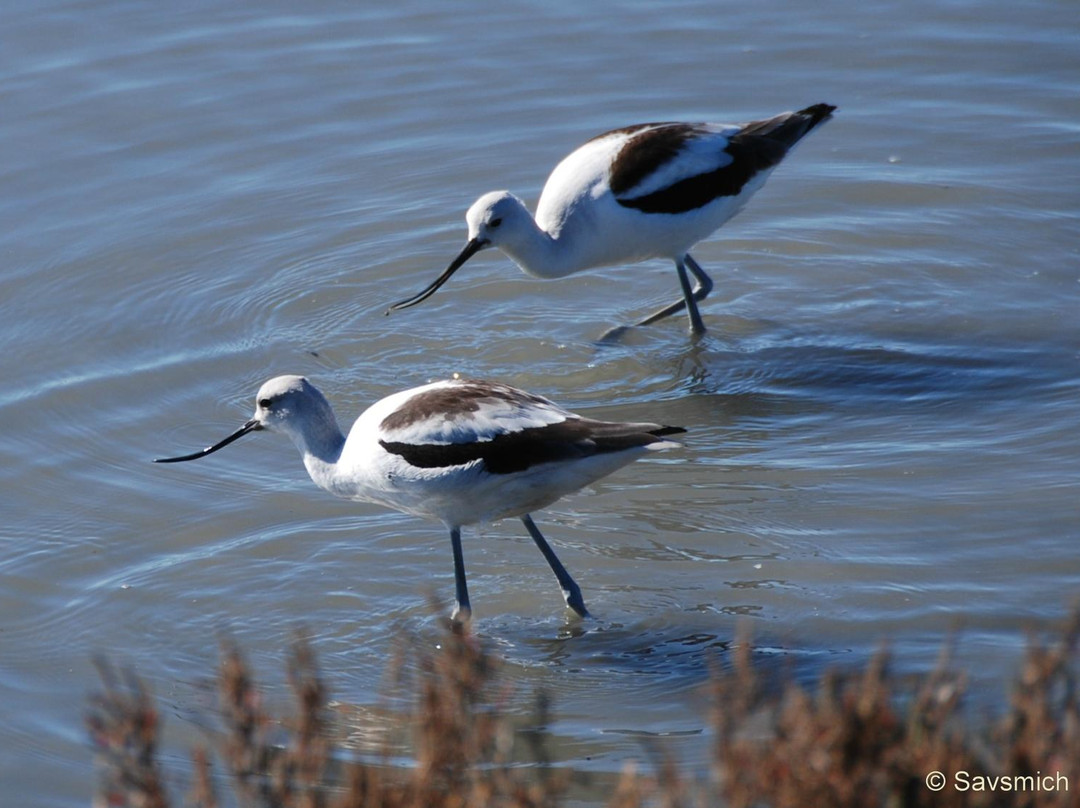 帕罗奥图海湾湿地自然保护区-帕罗奥多必去景点