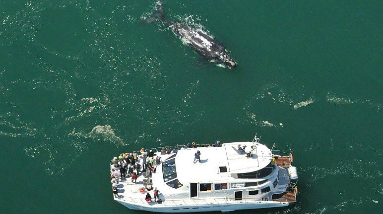 Hermanus-Seekers Day Tours-赫曼努斯必去景点