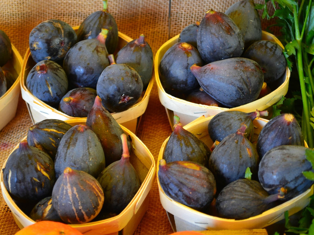 La Provence de Claire Tours-阿维尼翁必去景点