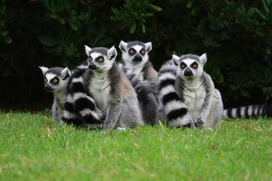 Parco Zoo Punta Verde景点图片
