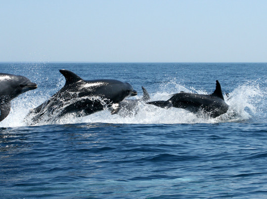 Cape Cruiser-萨格里什必去景点