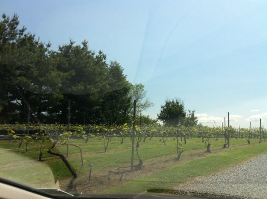 Old York Cellars Winery-Ringoes必去景点