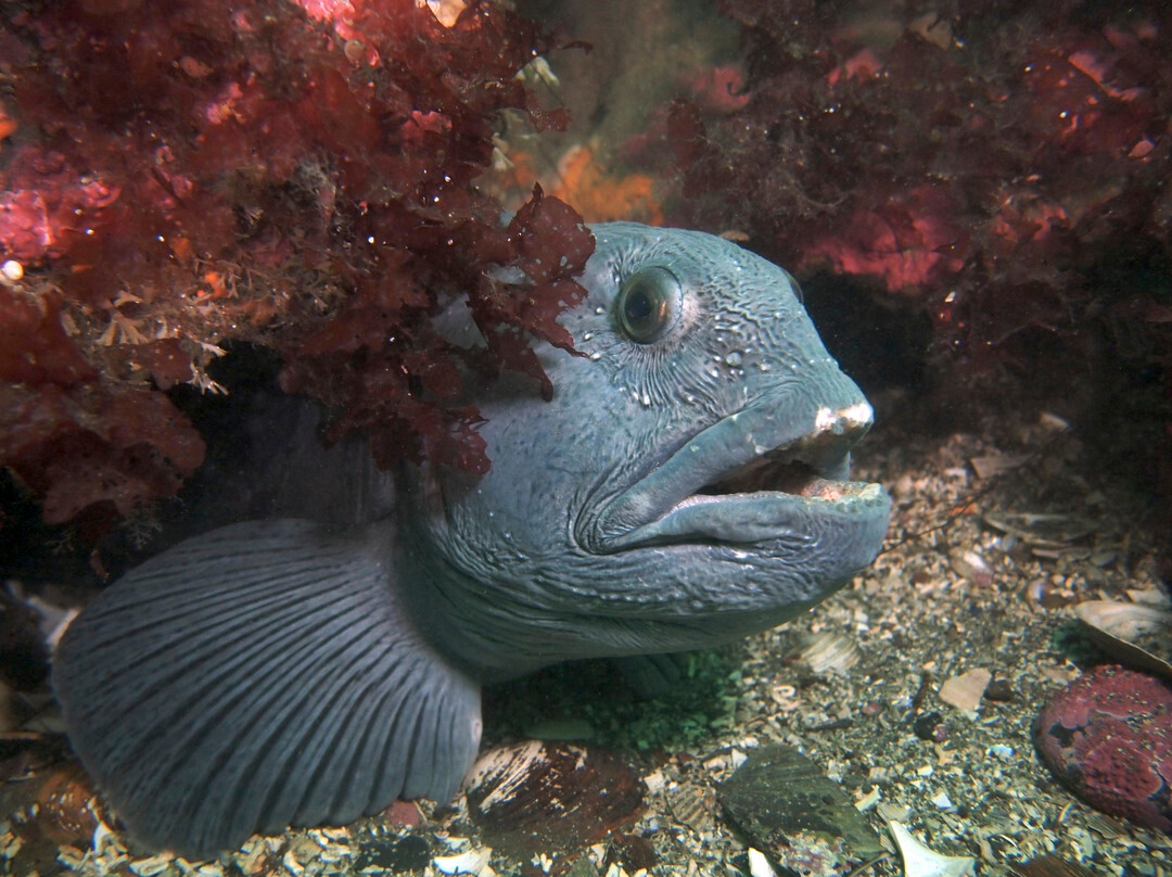 Strytan Divecenter-阿克雷里必去景点