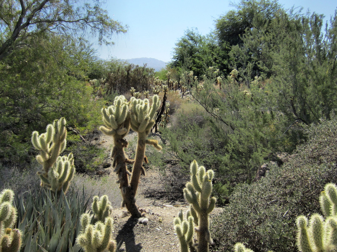 The Living Desert Zoo and Gardens-棕榈沙漠必去景点