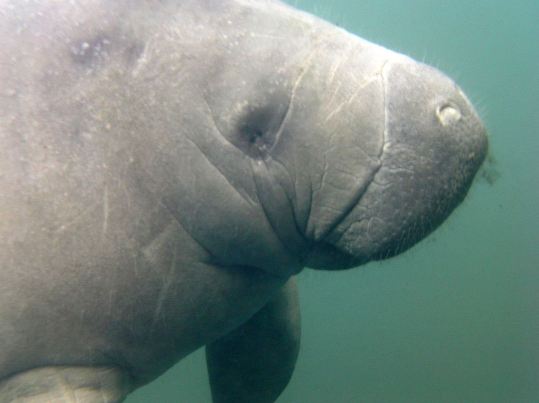 Swim With Manatees-克里斯特尔里弗必去景点