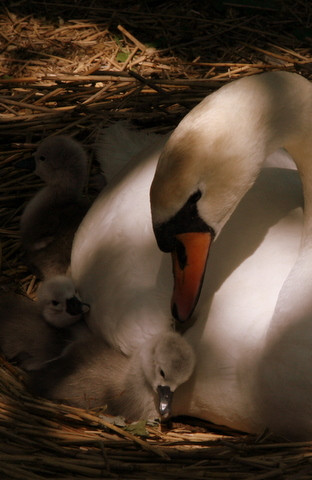 Abbotsbury Swannery景点图片