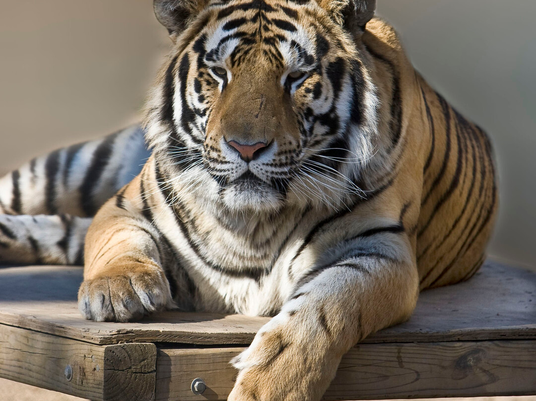 Tiger World景点图片
