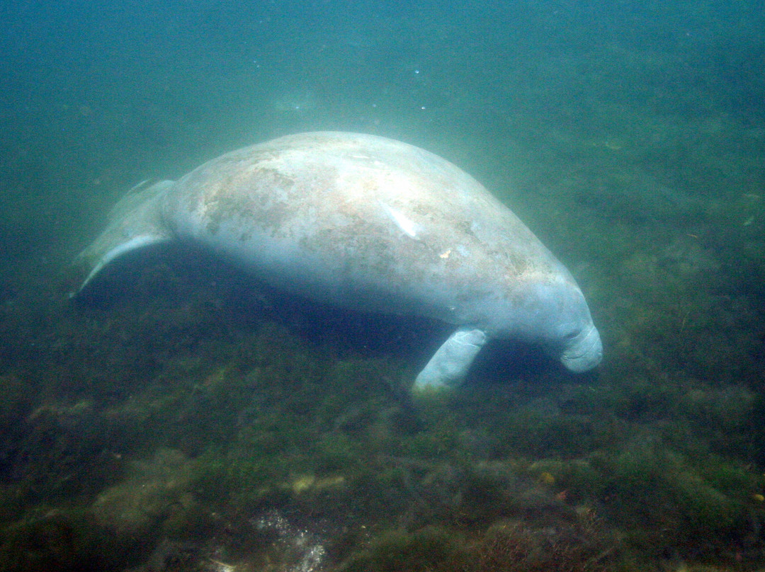 Fun 2 Dive Manatee Tours-克里斯特尔里弗必去景点