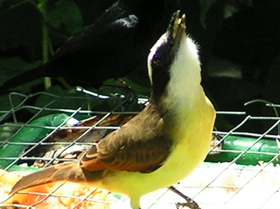 Hadco Experiences At Asa Wright Nature Centre-特立尼达必去景点