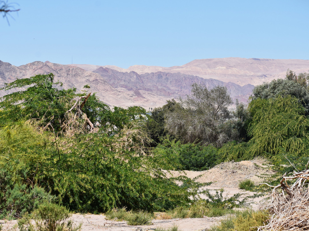 Aqaba Bird Observatory-亚喀巴必去景点