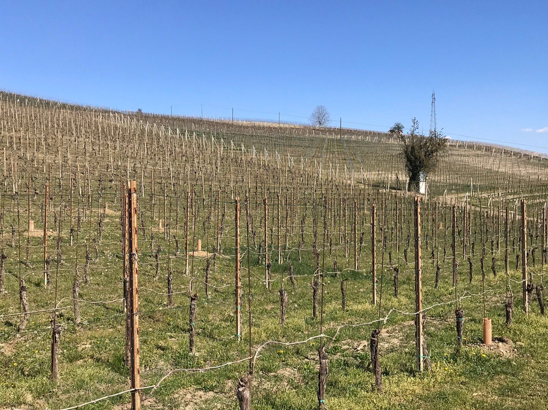 Azienda Agricola Cadia景点图片