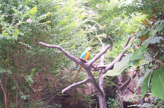 圣路易斯动物园-圣路易斯必去景点