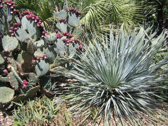 阿拉莫-圣安东尼奥市必去景点