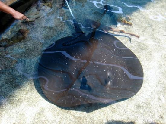 太平洋水族馆-长滩必去景点
