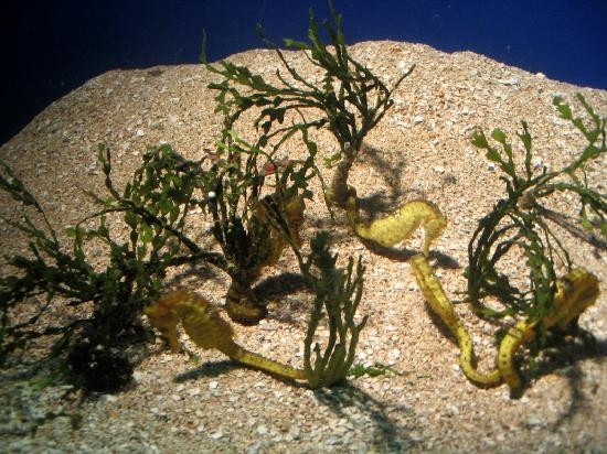 茂宜海洋中心-怀露库必去景点