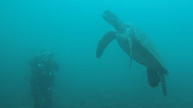 Academy Bay Diving-阿约拉港必去景点