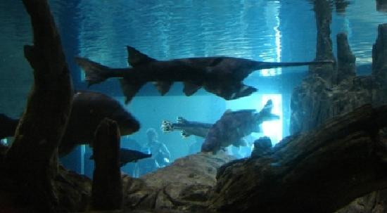 National Mississippi River Museum & Aquarium-迪比克必去景点