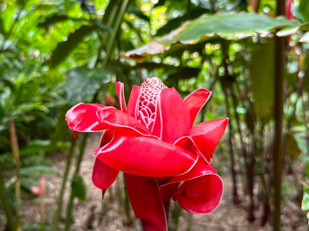 国家热带植物园-坡伊普必去景点