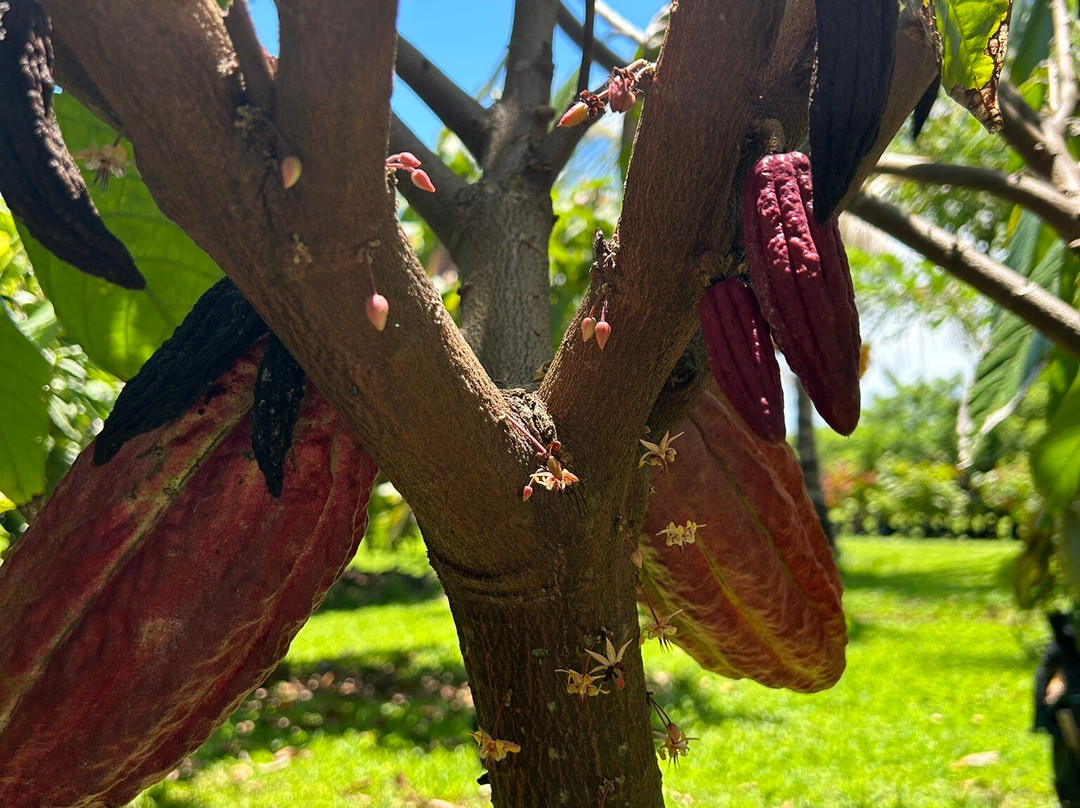 Mahi‘ai Made-希洛必去景点