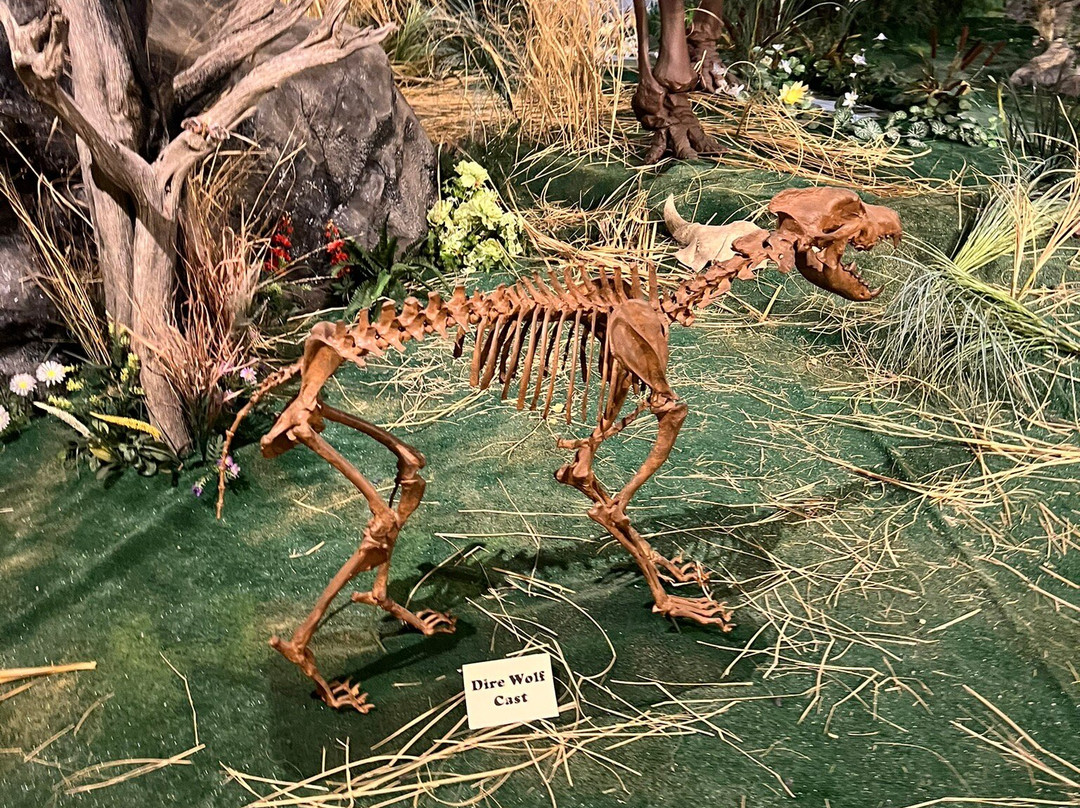 Glendive Dinosaur & Fossil Museum-Glendive必去景点