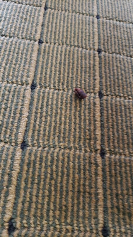 Big Splash Adventure Indoor Waterpark & Resort-French Lick必去景点