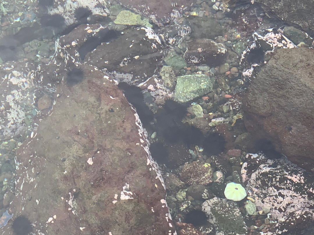 Semposhi Misaki Park-利尻町必去景点