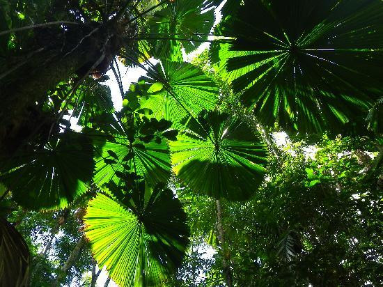 Heritage & Interpretive Tours-Daintree必去景点