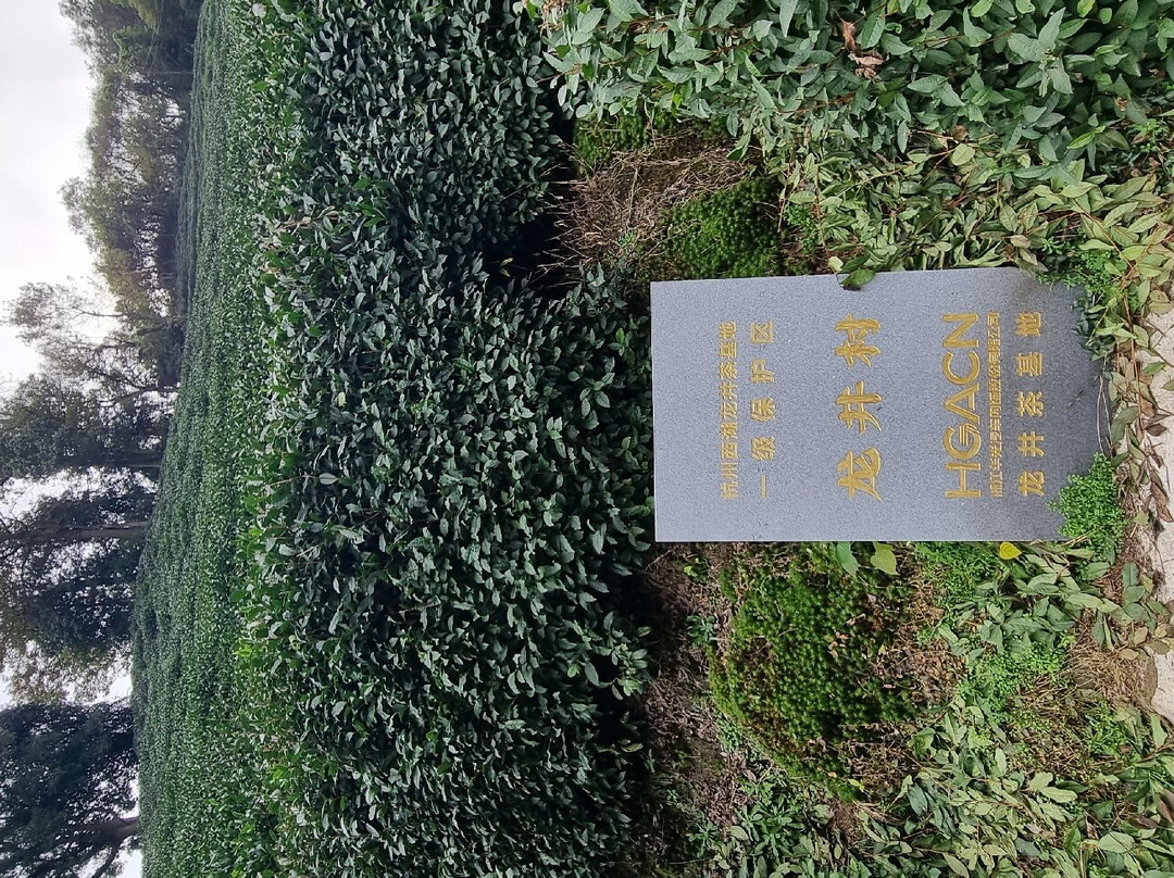 龙井茶田-杭州市必去景点