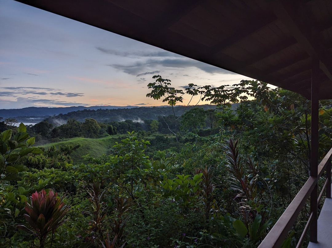 Drake Bay Greenleaf主图