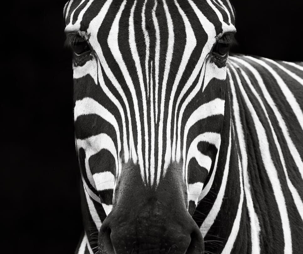 Zimanga Private Game Reserve-莫库斯必去景点