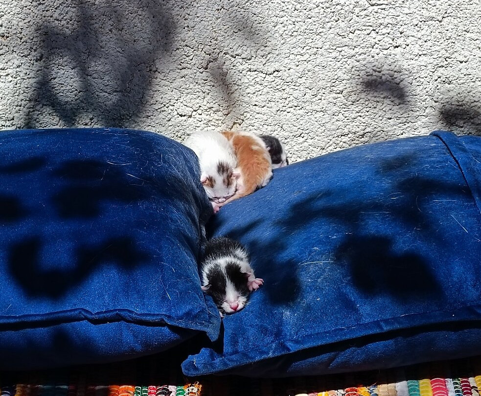 Bar Stari Grad-Stari Bar必去景点