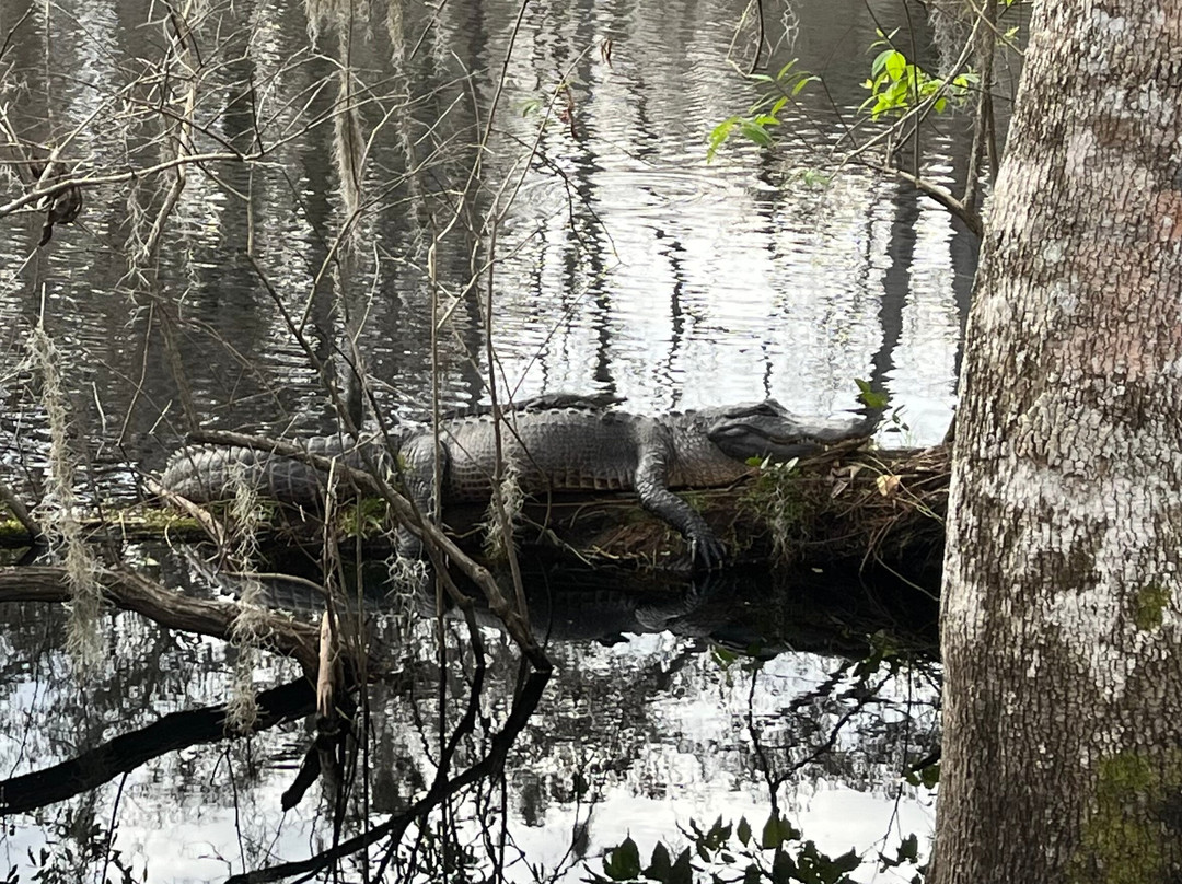 Osceola Schools Environmental Study Center-基西米必去景点